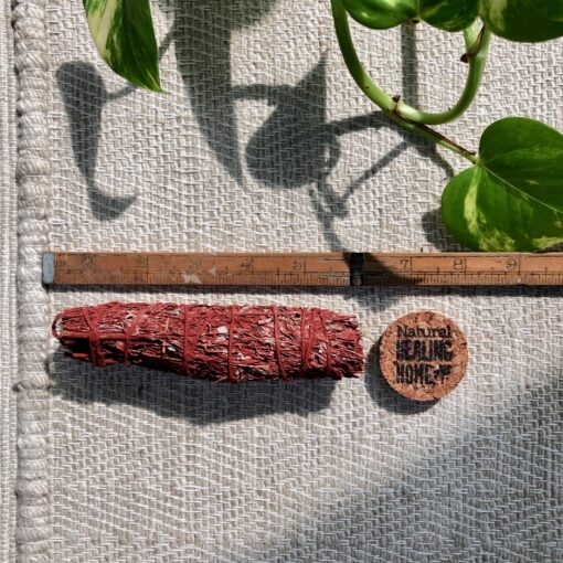 Dragons Blood Sage Medium 6 (15 cm)