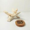 Abalone Shell Stand